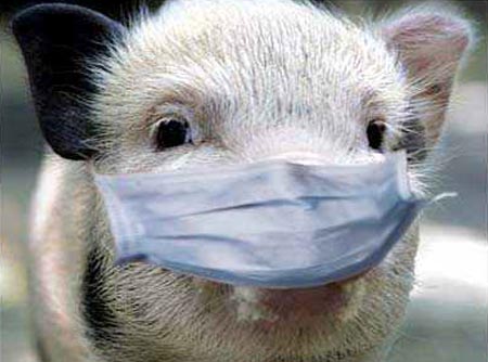 Африканская чума свиней